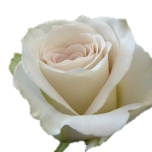 Early Grey Rose d'Equateur Ethiflora